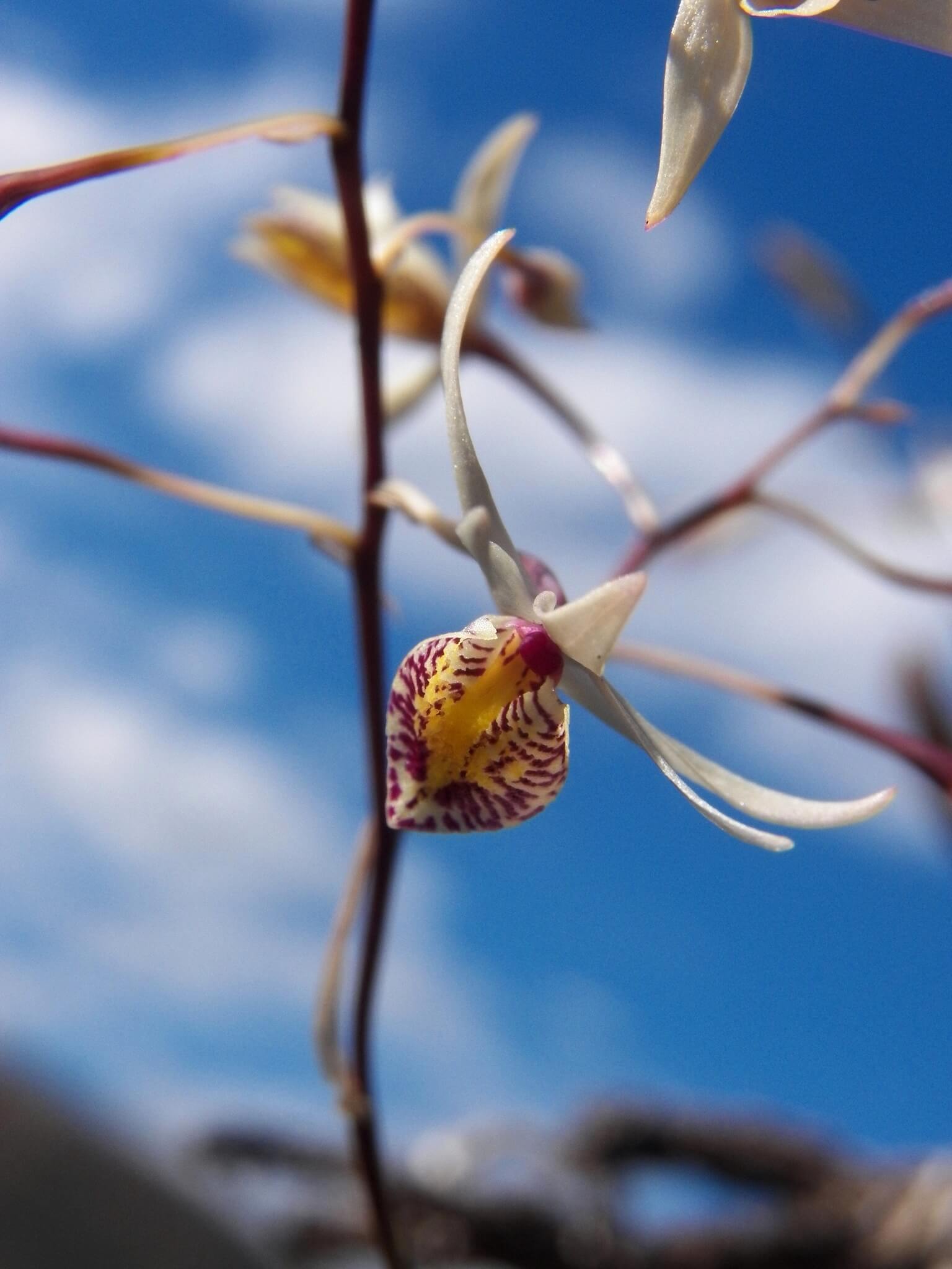 Barkeria obovata